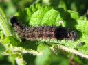 Aglais_io_larva_neitoperhonen_toukka_IMG_4812.JPG