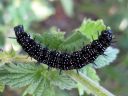 Aglais_io_larva_neitoperhonen_toukka_IMG_7462.JPG