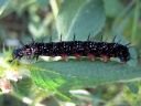 Aglais_io_larva_neitoperhonen_toukka_IMG_7465.JPG