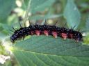 Aglais_io_larva_neitoperhonen_toukka_IMG_7466.JPG