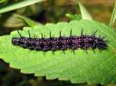 Aglais_io_larva_neitoperhonen_toukka_IMG_7474.JPG