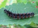 Aglais_io_larva_neitoperhonen_toukka_IMG_7491.JPG