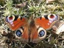 Aglais_io_neitoperhonen_IMG_2040.jpg