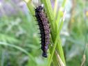 Aglais_urticae_larva_nokkosperhonen_toukka_IMG_1570.JPG