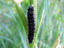 Aglais_urticae_larva_nokkosperhonen_toukka_IMG_1572.JPG