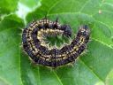 Aglais_urticae_larva_nokkosperhonen_toukka_IMG_3013.JPG