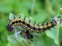 Aglais_urticae_larva_nokkosperhonen_toukka_IMG_3019.JPG