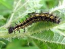 Aglais_urticae_larva_nokkosperhonen_toukka_IMG_3020.JPG