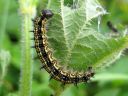 Aglais_urticae_larva_nokkosperhonen_toukka_IMG_3021.JPG