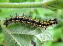 Aglais_urticae_larva_nokkosperhonen_toukka_IMG_3022.JPG