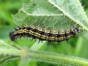 Aglais_urticae_larva_nokkosperhonen_toukka_IMG_3024.JPG