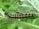 Aglais_urticae_larva_nokkosperhonen_toukka_IMG_3025.JPG