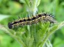 Aglais_urticae_larva_nokkosperhonen_toukka_IMG_3026.JPG