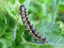 Aglais_urticae_larva_nokkosperhonen_toukka_IMG_3028.JPG