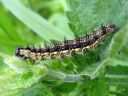 Aglais_urticae_larva_nokkosperhonen_toukka_IMG_3029.JPG