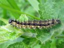 Aglais_urticae_larva_nokkosperhonen_toukka_IMG_3030.JPG