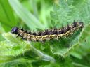 Aglais_urticae_larva_nokkosperhonen_toukka_IMG_3032.JPG