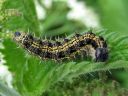 Aglais_urticae_larva_nokkosperhonen_toukka_IMG_3039.JPG