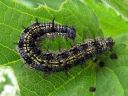 Aglais_urticae_larva_nokkosperhonen_toukka_IMG_3041.JPG