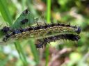 Aglais_urticae_larva_nokkosperhonen_toukka_IMG_3059.JPG