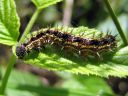 Aglais_urticae_larva_nokkosperhonen_toukka_IMG_3060.JPG