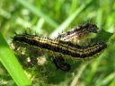 Aglais_urticae_larva_nokkosperhonen_toukka_IMG_3062.JPG