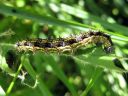 Aglais_urticae_larva_nokkosperhonen_toukka_IMG_3065.JPG