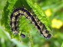 Aglais_urticae_larva_nokkosperhonen_toukka_IMG_3583.JPG