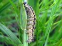 Aglais_urticae_larva_nokkosperhonen_toukka_IMG_3838.JPG