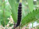 Aglais_urticae_larva_nokkosperhonen_toukka_IMG_3862.JPG