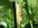 Aglais_urticae_pupa_nokkosperhonen_kotelo_IMG_2142.JPG