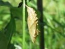 Aglais_urticae_pupa_nokkosperhonen_kotelo_IMG_2143.JPG