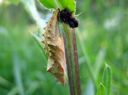 Aglais_urticae_pupa_nokkosperhonen_kotelo_IMG_4384.JPG