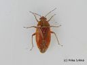 Agnocoris_rubicundus_tumpuralude_9_5_2014.jpg