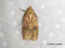 Agonopterix_angelicella_karhunputkilattakoi_25_8_2017.jpg