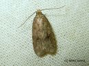 Agonopterix_angelicella_karhunputkilattakoi_30_8_2017.jpg