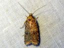 Agonopterix_angelicella_karhunputkilattakoi_IMG_0422.JPG