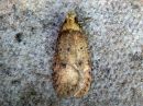 Agonopterix_angelicella_karhunputkilattakoi_IMG_6025.jpg