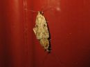 Agonopterix_arenella_taplalattakoi_IMG_0643.jpg