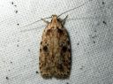 Agonopterix_arenella_taplalattakoi_IMG_1951.JPG