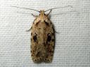 Agonopterix_arenella_taplalattakoi_IMG_2760.JPG