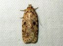 Agonopterix_arenella_taplalattakoi_IMG_3508.JPG