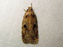 Agonopterix_arenella_taplalattakoi_IMG_3716.JPG