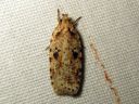 Agonopterix_arenella_taplalattakoi_IMG_3866.JPG