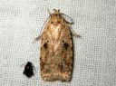 Agonopterix_arenella_taplalattakoi_IMG_3867.JPG