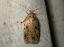 Agonopterix_arenella_taplalattakoi_IMG_5301.jpg