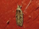 Agonopterix_ciliella_niittylattakoi_IMG_0635.jpg