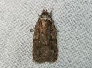 Agonopterix_ciliella_niittylattakoi_IMG_1723.jpg