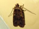 Agonopterix_ciliella_niittylattakoi_IMG_3040.JPG