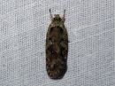 Agonopterix_ciliella_niittylattakoi_IMG_3061.jpg